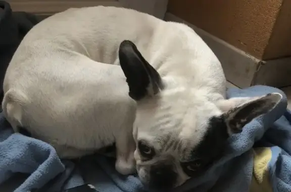 Bouledogue français perdu à Jans - photo