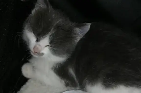 Chat trouvé Sainte-Solange, photo: Chaton gris-blanc trouvé à Sainte-Solange