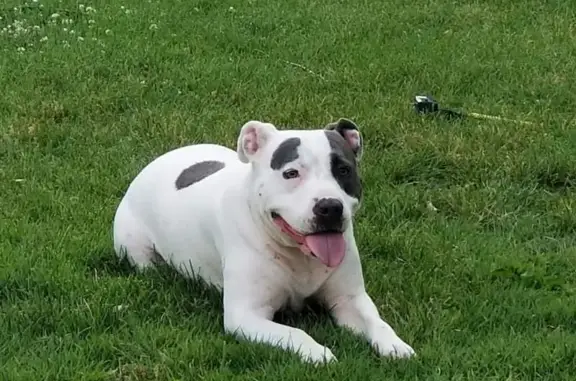 Lost Pit Mix: White w/ Spots in MO