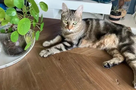 Animaux perdus Nantes, photo: Petite chatte tigrée perdue à Nantes