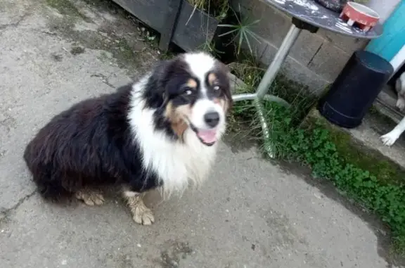 Chien trouvé Plouvorn, photo: Bouvier bernois trouvé à Plouvorn