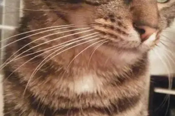 Chat perdu, Castelnau-le-Lez, photo: Chatte tigrée perdue à Castelnau-le-Lez