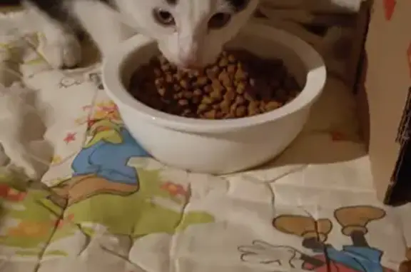 Chat trouvé Morlaix, photo: Chaton noir et blanc trouvé à Morlaix