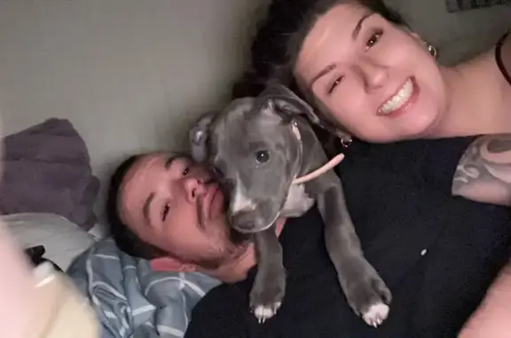 Lost Blue Pit Bull Puppy on Hav-A-Tampa