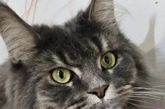 Animaux perdus Toulouse, photo: Chatte Maine Coon perdue à Toulouse