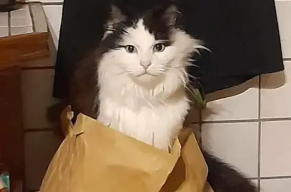 Chat perdu, Gorze, photo: Chat mâle Benzo disparu à Gorze