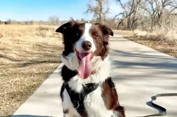 Lost Border Collie in Moab: Help Find Her!