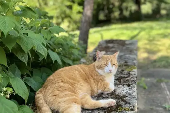Animaux perdus Celles-sur-Belle, photo: Chat roux et blanc perdu à Celles-sur-Belle