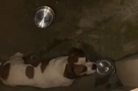 Chien trouvé Le May-sur-Èvre, photo: Chien blanc roux trouvé à Le May-sur-Èvre