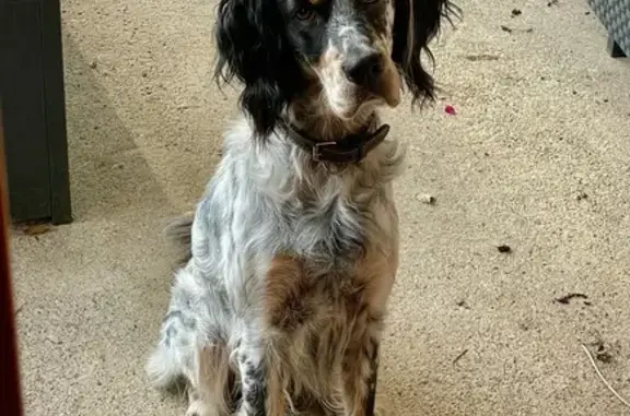 Chien perdu Châteaulin, photo : Setter Anglais tricolore perdu à Chateaulin