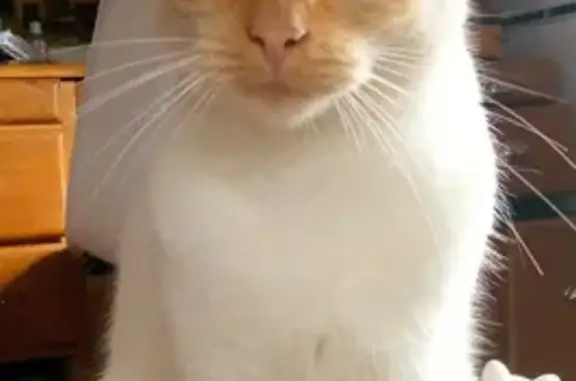 Chat perdu, Baulon, photo: Chat crème 4 ans perdu à Baulon