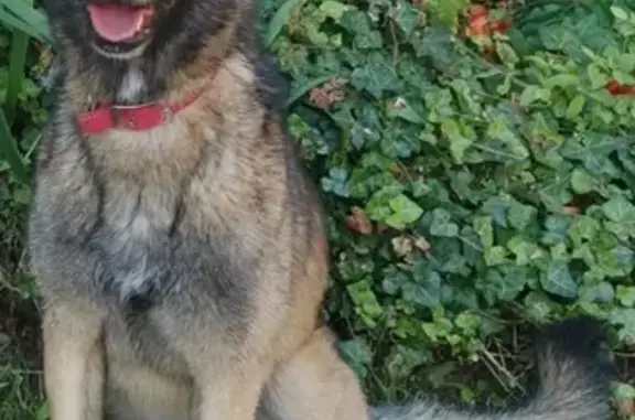 Chien perdu Valenciennes, photo : Chienne Malinoise Ruby perdue à Valenciennes