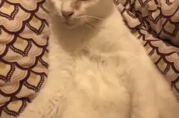 Chat perdu, Quimperlé, photo: Chatte blanche perdue à Quimperlé