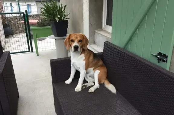 Chien perdu , photo : Beagle tricolore perdu à Beynac