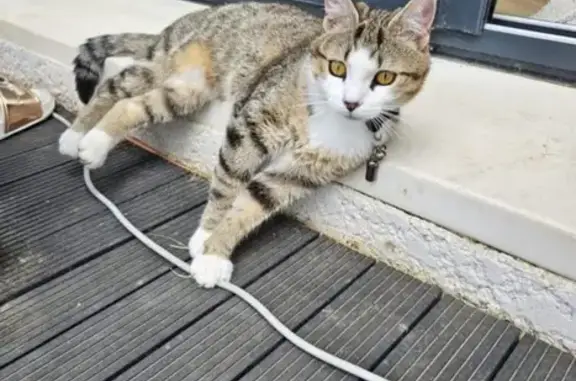 Chat perdu, Brens, photo: Chat Luna 1 an perdu Rue des Sarments