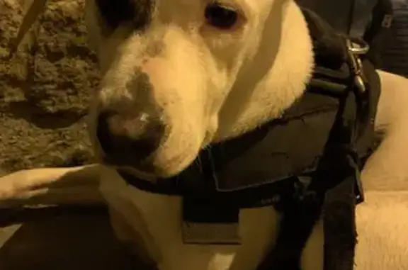 Chienne staff tachetée trouvée à Nantes - photo