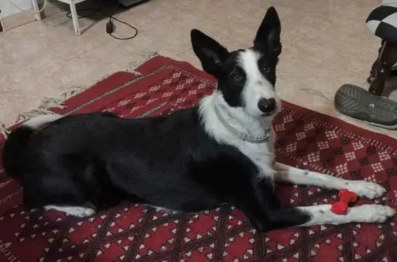 ¡Perro Perdido! Podenco Collie en Palencia