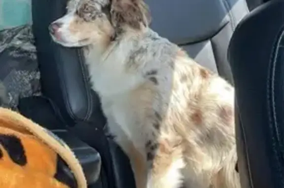 Lost Red Merle Mini Aussie - South Bend