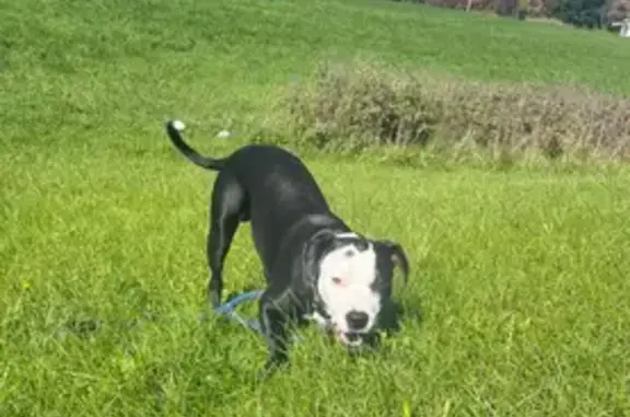 Lost Dog: Friendly Black & White Dipstick