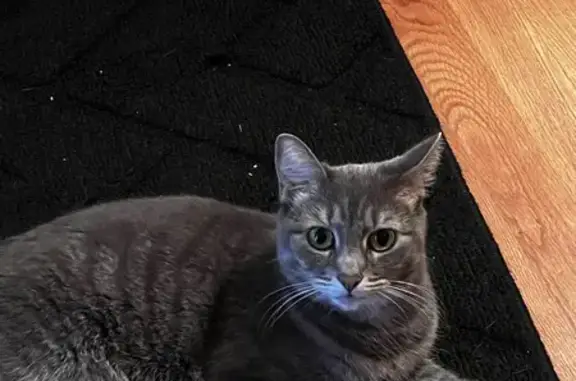 Missing Gray Cat in Minneapolis Area