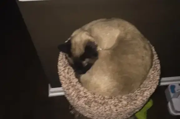 Lost Siamese Cat 'Tia' in Overland Park