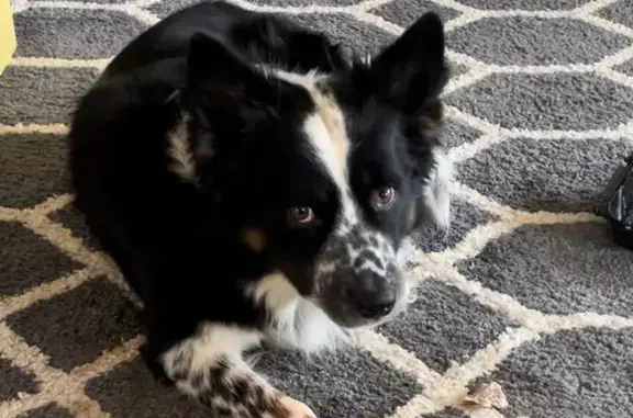 Lost Border Collie: Injured, Leesburg