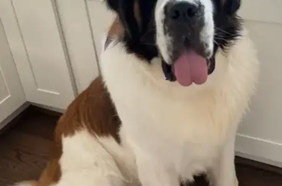 Lost Saint Bernard: Odin Needs Help!