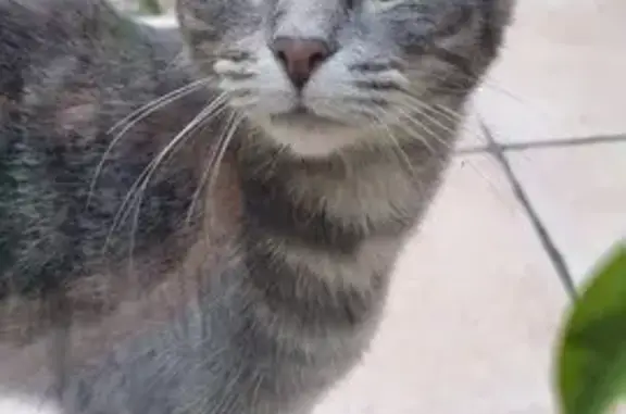 Chat trouvé , photo: Jeune chatte tigrée grise trouvée à Trets