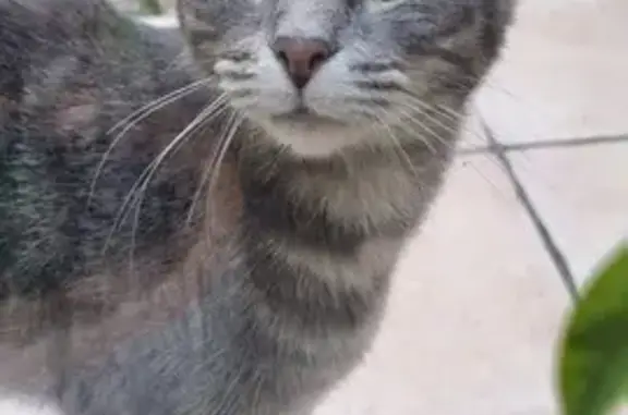 Jeune chatte tigrée câline trouvée à Trets - photo