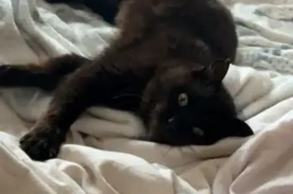 Sparrow, chat noir 11 ans perdu à La Teste - photo