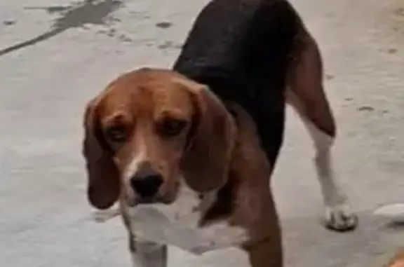Beagle perdu avec collier rouge au Thou - photo