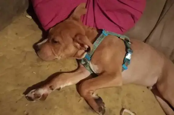 Pitbull Cachorro Perdido en Albacete: ¡Ayuda!