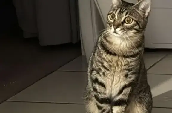 Chat tigré perdu à Albertville - photo