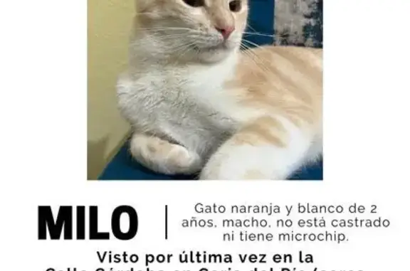 ¡Ayuda a encontrar a Milo, gato perdido!