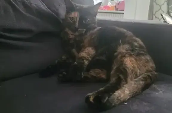 Animaux perdus Gisors, photo: Chatte écaille perdue à Gisors