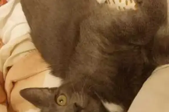Animaux perdus Aubière, photo: Chat noir perdu à Aubière