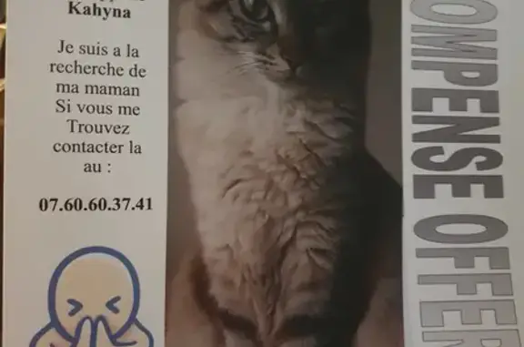 Chat perdu : craintive, queue en panache - photo