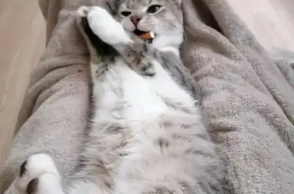 Chat perdu, Pons, photo: Chat gris tigré disparu à Pons