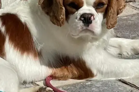 Chien perdu Cavalier King Charles Châteaugay - photo