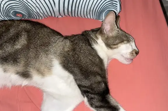 Chat perdu : Hélios, Rue des Jasmins, 48 - photo