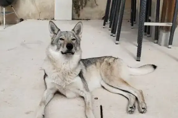 Loup tchèque femelle perdue au Luc - photo