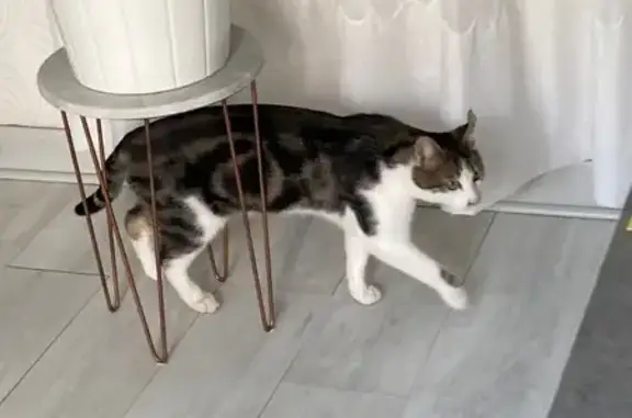 Animaux perdus Hyères, photo: Chat mâle disparu, Hyères, Chemin des Nartettes