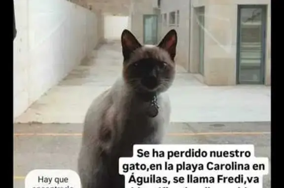 Gato Siamés Perdido en Murcia: ¡Ayuda!