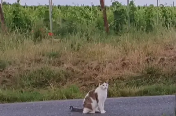 Chat tricolore 4 ans perdu à Agudelle - photo
