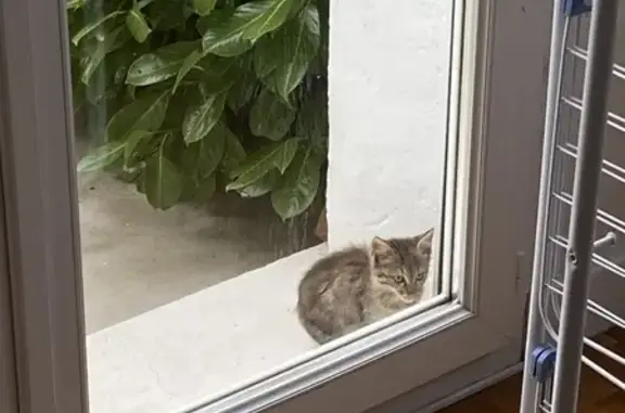 Chaton tigré trouvé, Rue du Rhône, Lagnieu - photo