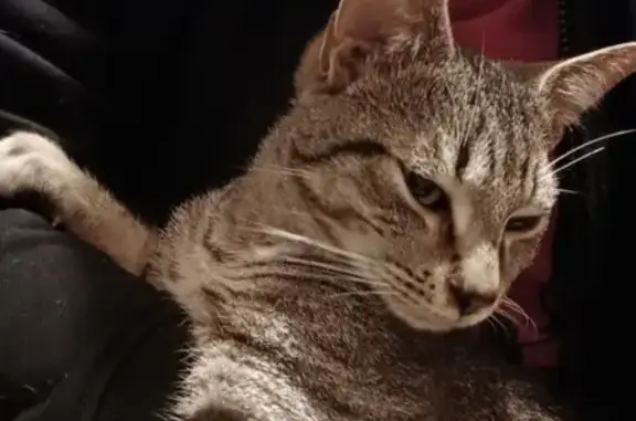 Chat mâle tigré câlin trouvé à St-Genest - photo