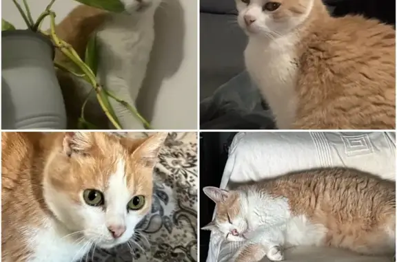 Gato Perdido en Vilanova: Necesita Medicación