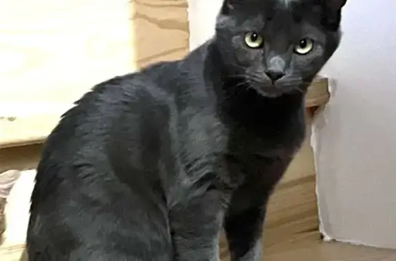 Animaux perdus Apprieu, photo: Chatte grise disparue à Apprieu
