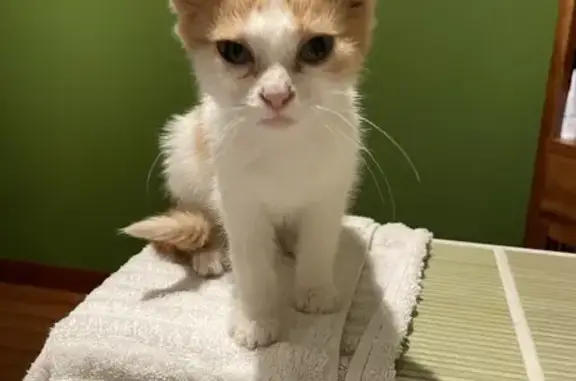 Chaton roux et blanc trouvé à Saint-Martin - photo