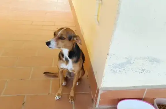 Perrita Pinscher Asustada en Málaga